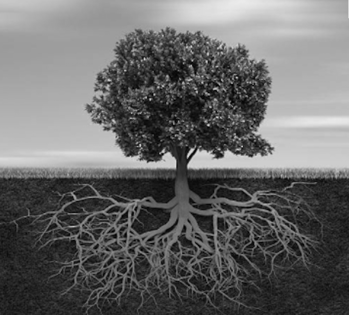 Snapshot of Tree&nbsp;Roots